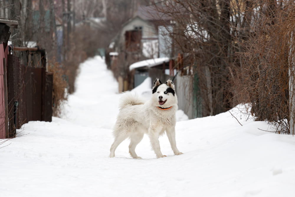 Якутская собака