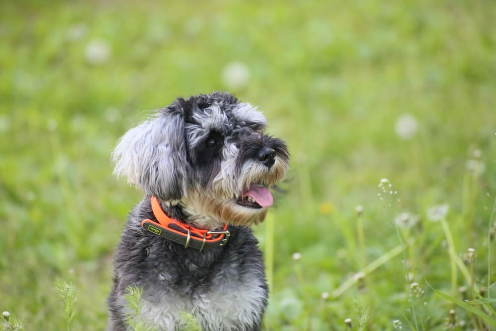 Стресс влияет на то, сколько проживет цвергшнауцер