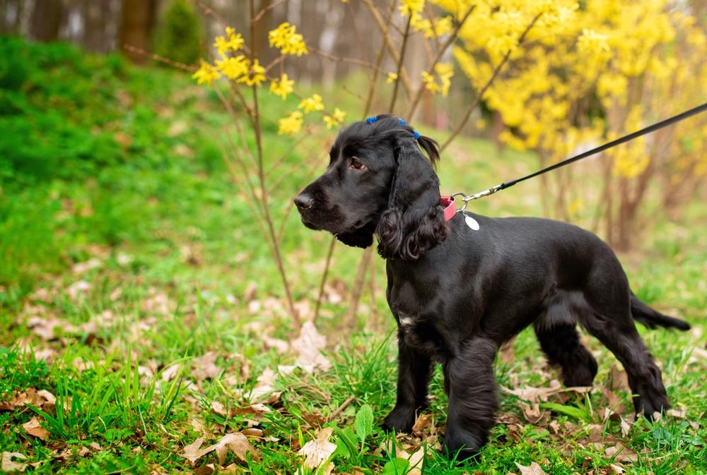 Какая внешность у черного спаниеля?