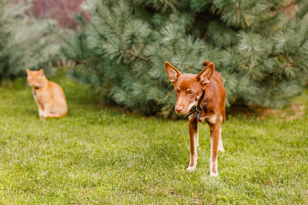 Австралийские келпи дружелюбны