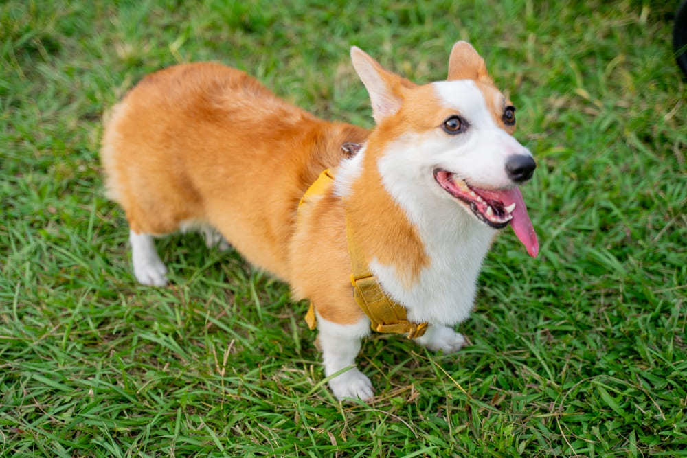 У корги есть болезни, считающиеся неизлечимыми