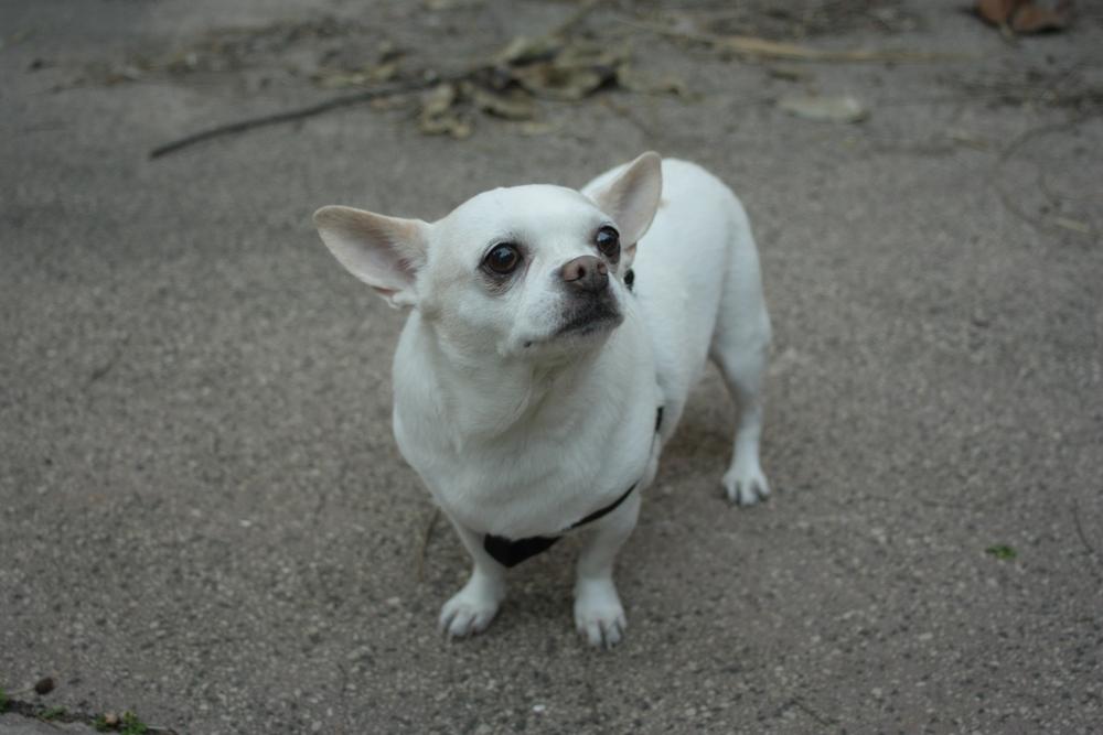 Белый чихуахуа нуждается в дрессировке
