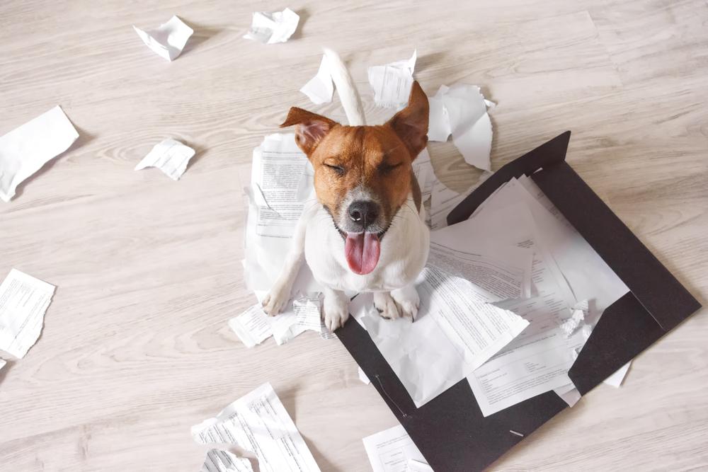 зачем нужны документы на собаку