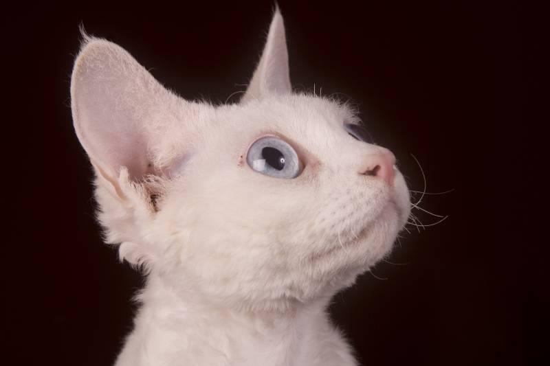 Породы кошек с необычной короткой шерстью: немецкий рекс Породы кошек с необычной короткой шерстью: немецкий рекс