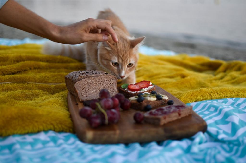 Cat eating Bread. Cat eating Bread Steak. Kitten eating its food. Cats eat.