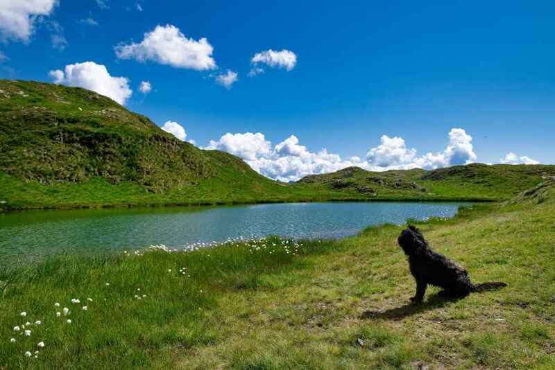 Бергамаско на выгуле