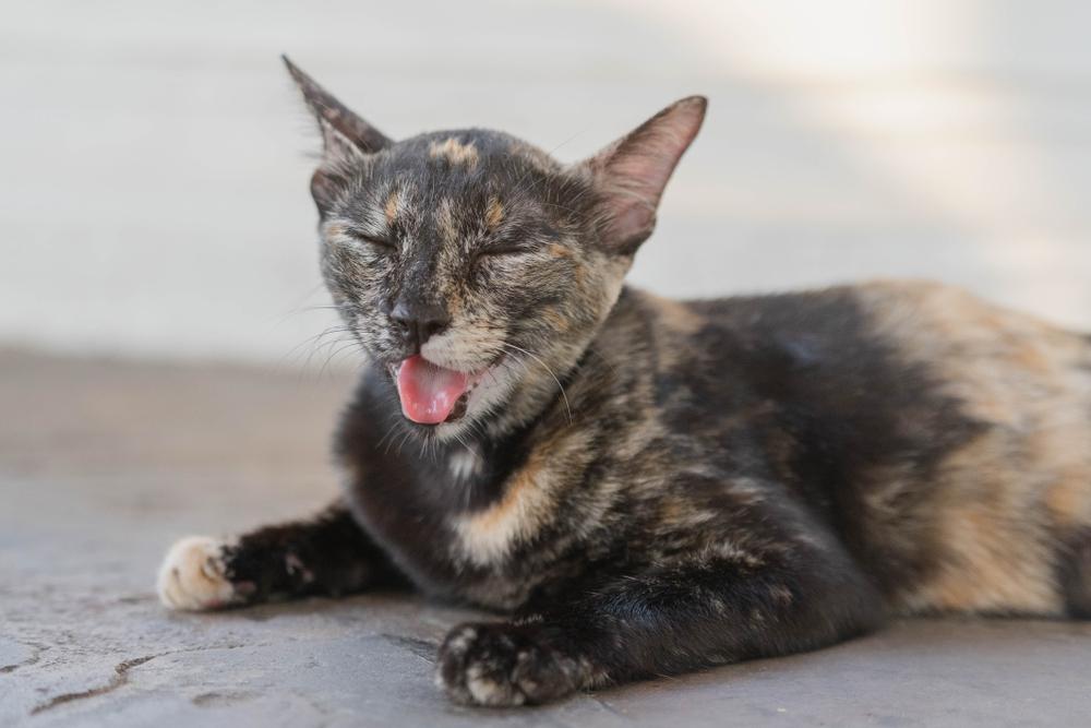 Потеют ли кошки и коты