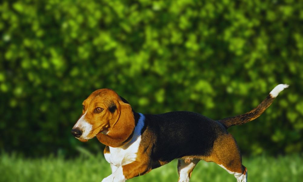Породы собак, похожие на таксу внешне: артезиано-нормандский бассет Породы собак, похожие на таксу внешне: артезиано-нормандский бассет