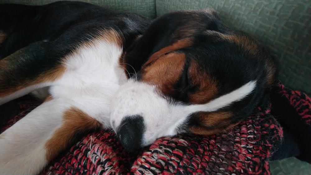 Советы по выбору щенка финской гончей 