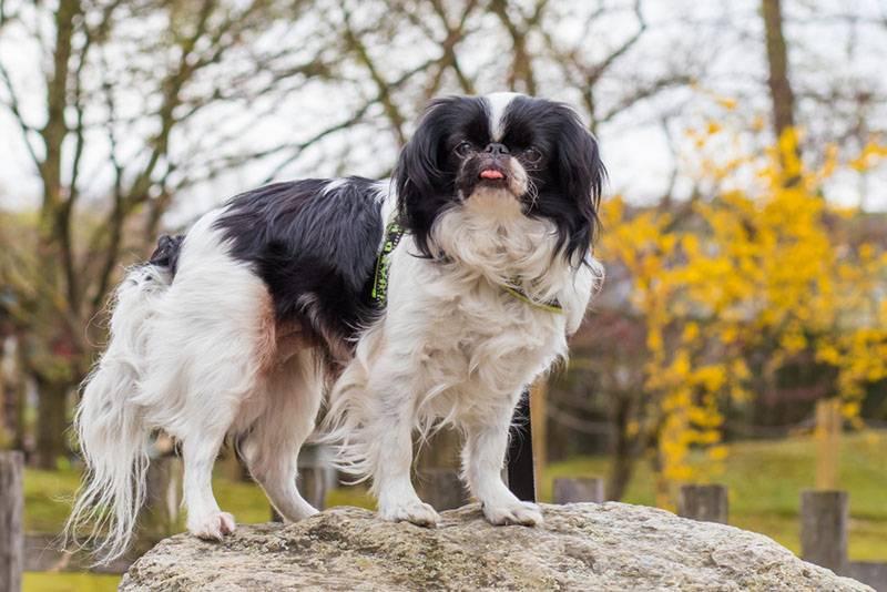 Маленькие спокойные породы собак: японский хин Маленькие спокойные породы собак: японский хин