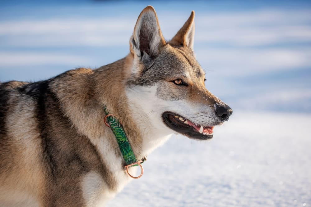 Волчьей собаке Сарлоса нужен сбалансированный рацион
