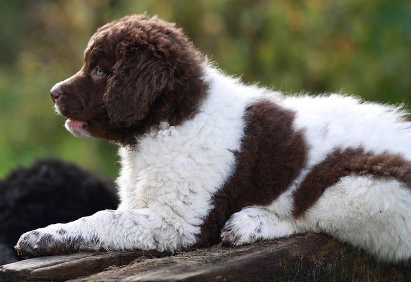 Советы по выбору щенка веттерхуна