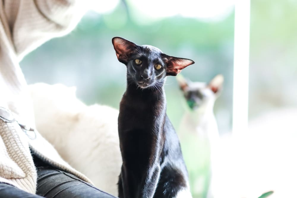 Владелец может повлиять на то, сколько живут ориентальные кошки