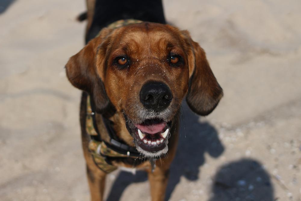 Уход за польским огаром