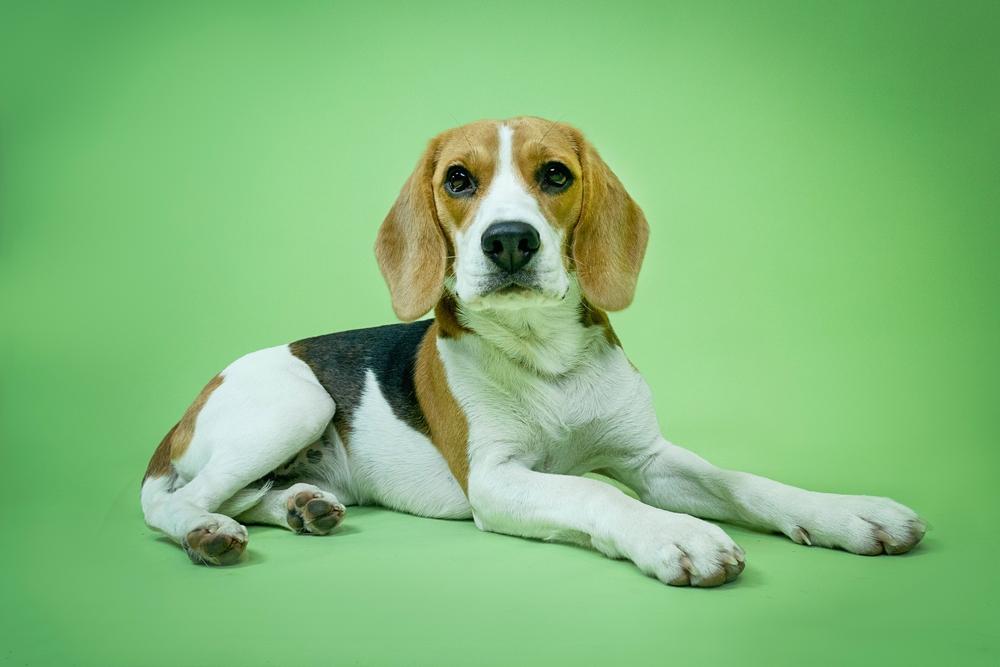 Эстонская гончая является родственником биглю