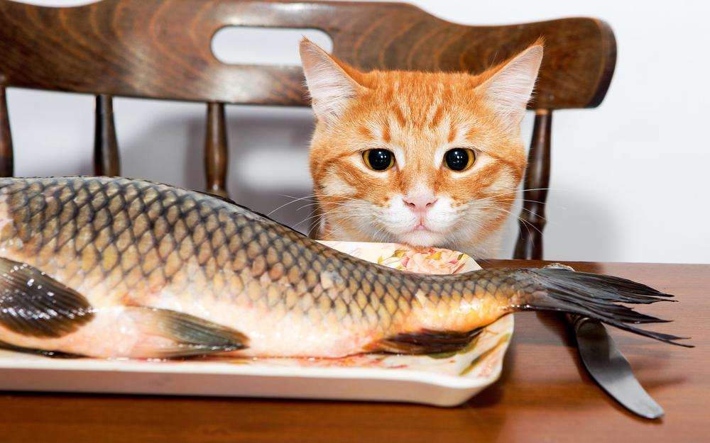 Какую рыбу кошки любят больше всего