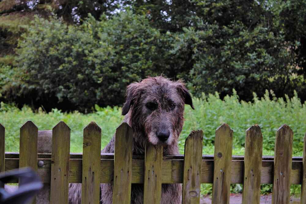 Какое здоровье у ирландского волкодава?