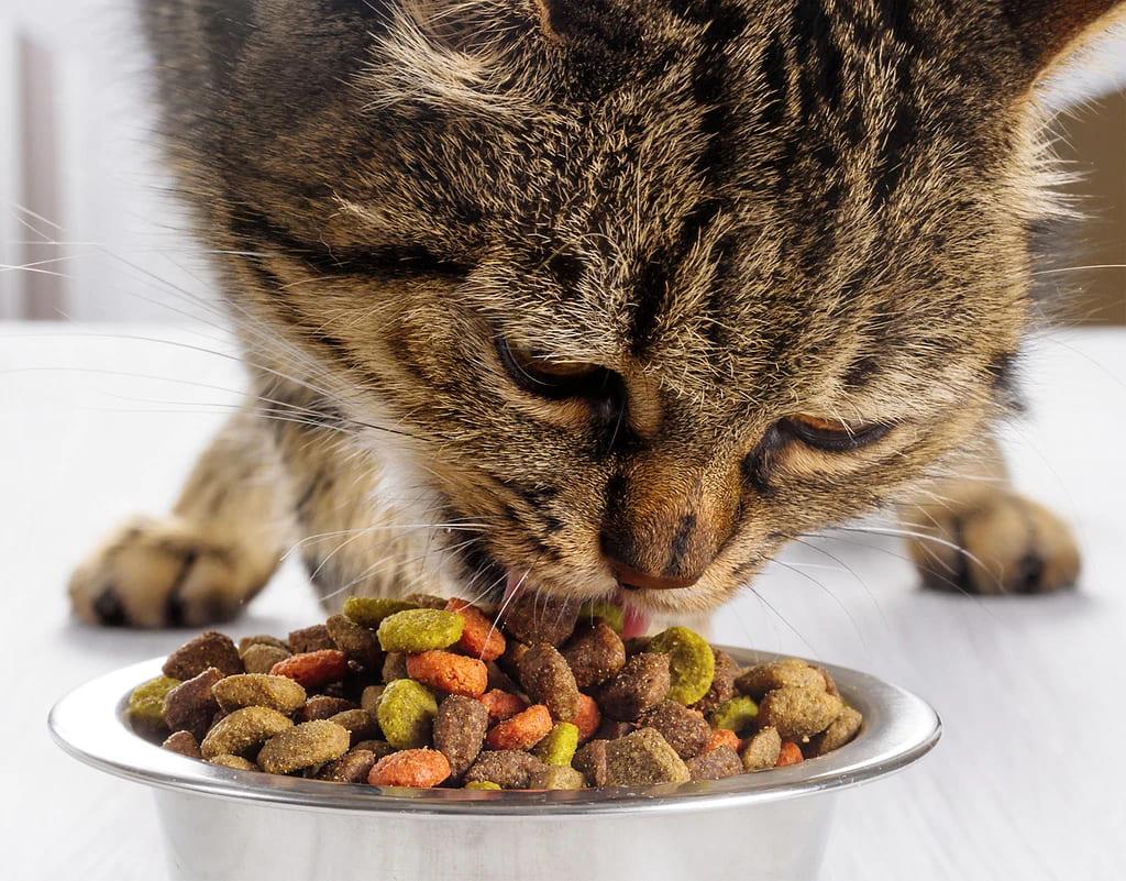 Корм для кошек при лечении пищевой аллергии thumbnail