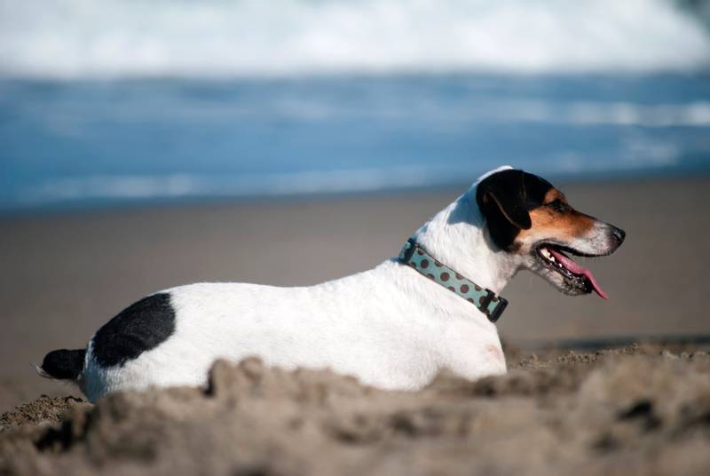 Рабочие норные породы собак: бразильский терьер