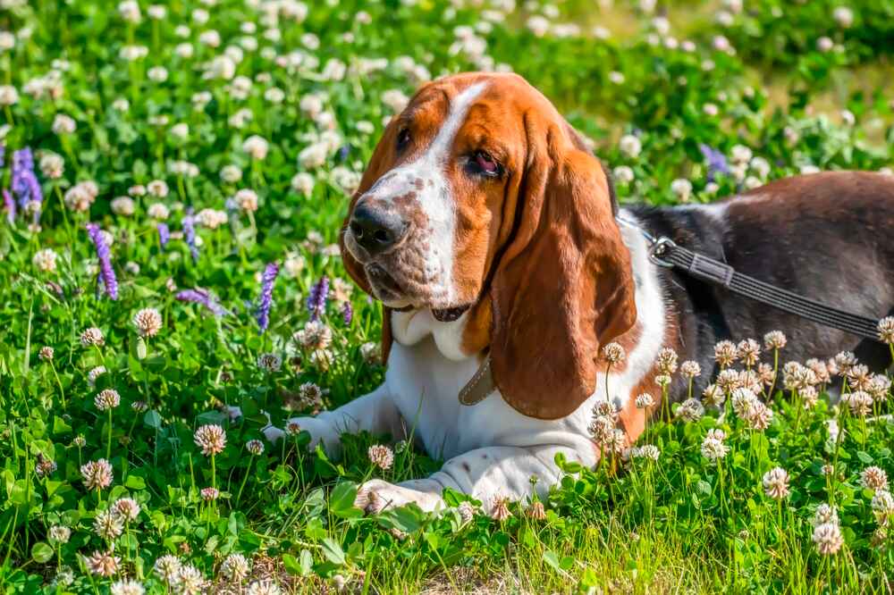 Владельцу важно знать, сколько живут бассет-хаунды
