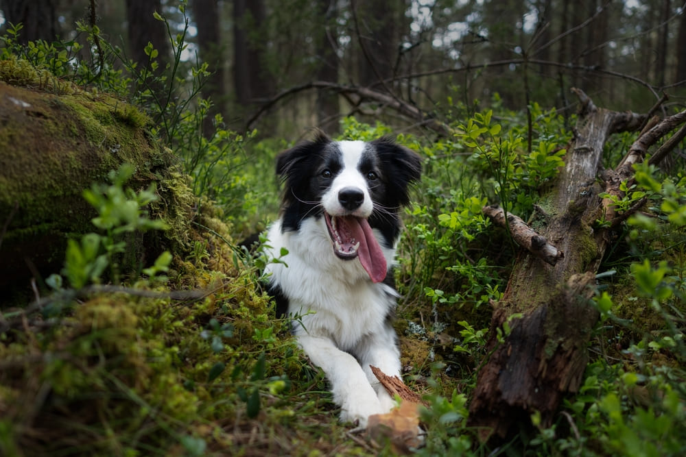 Вес бордер-колли зависит от некоторых факторов