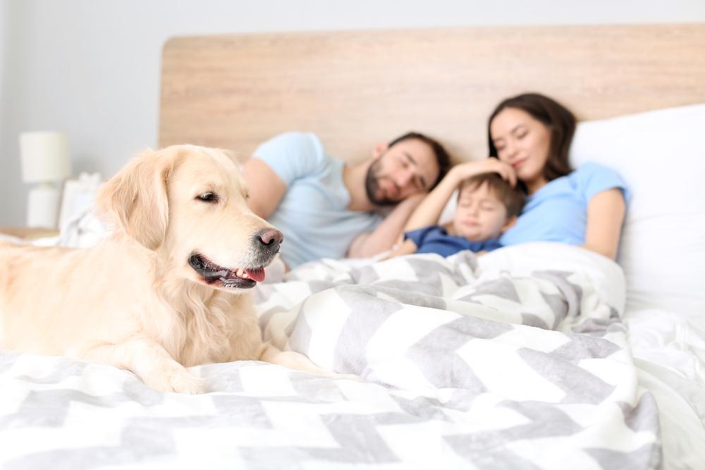 Как отучить собаку запрыгивать на кровать