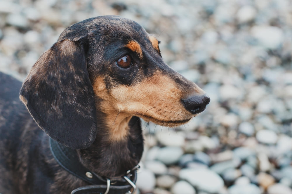 Один из признаков течки – изменение поведения таксы