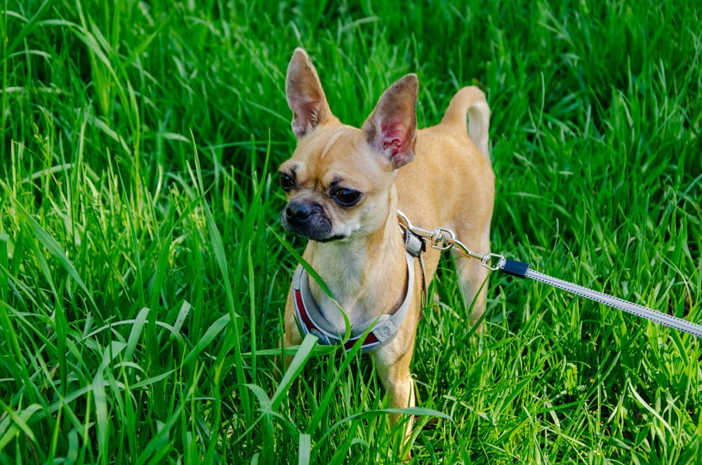 Болезни чихуахуа можно профилактировать