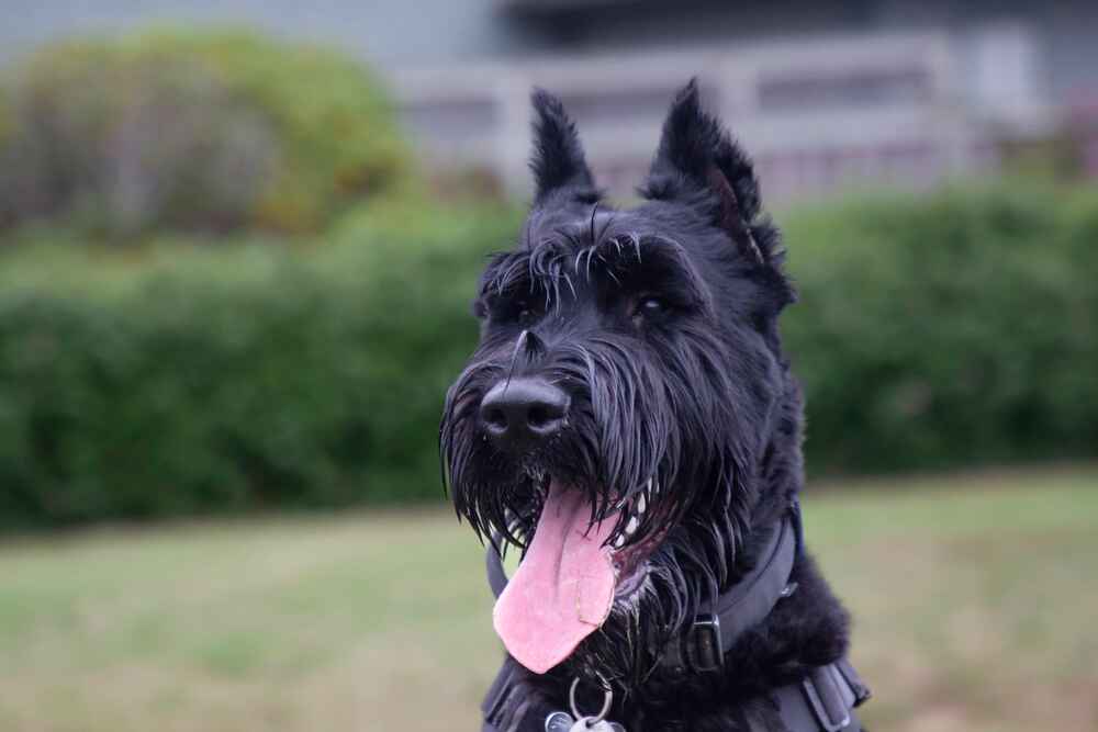 Физические нагрузки могут уменьшать продолжительность жизни ризеншнауцера