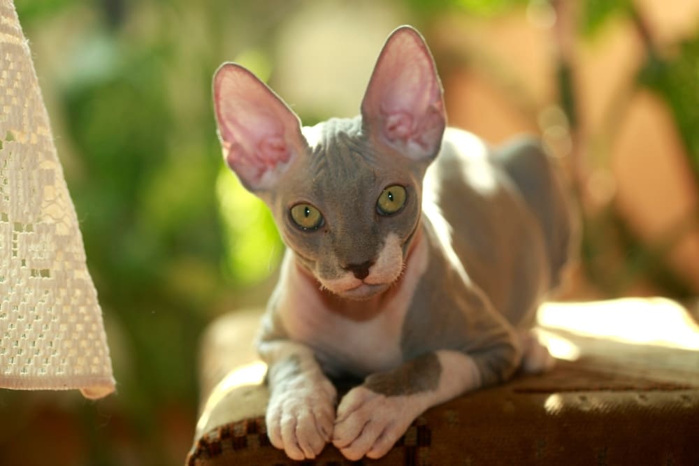 Владельцу важно контролировать, сколько длится беременность у сфинкса