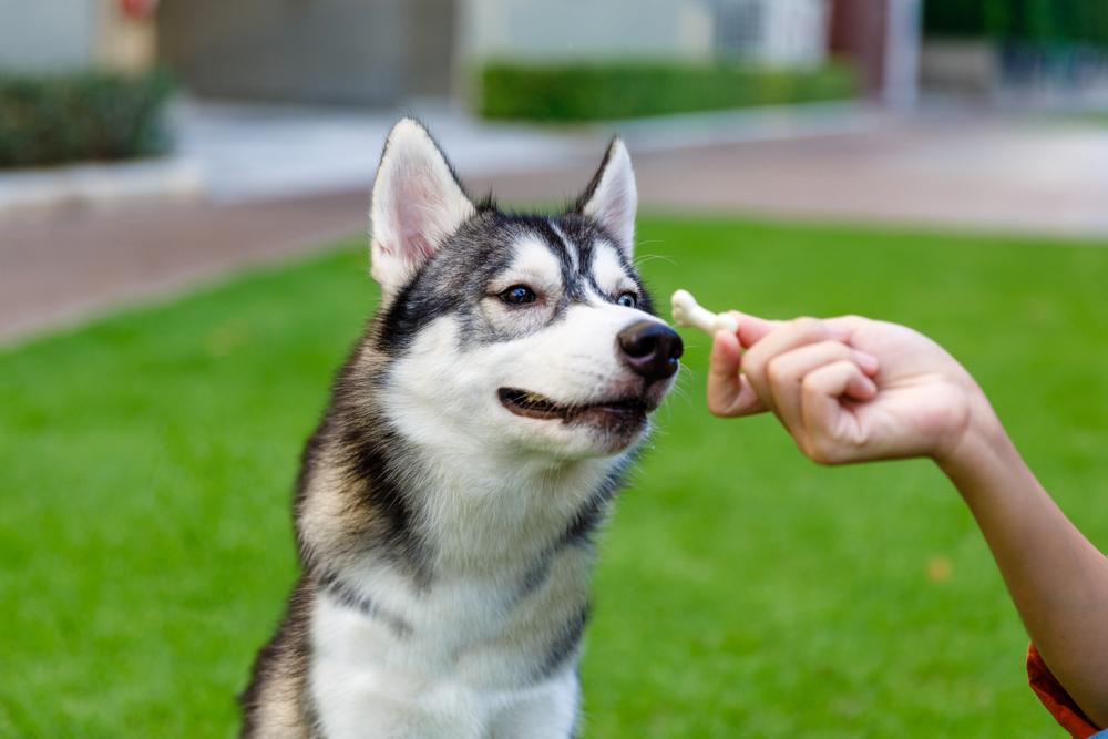Выбор влажных и сухих кормов для хаски