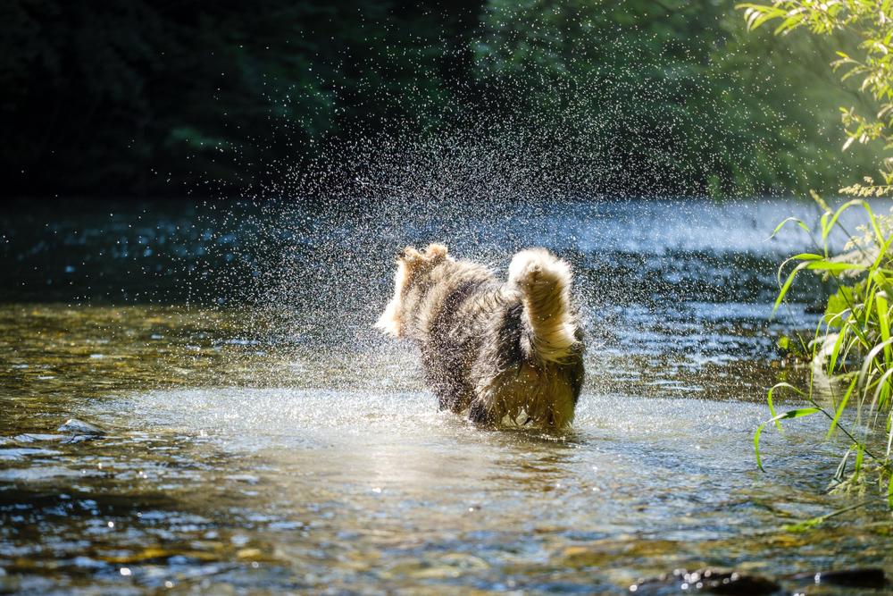 Воспитание крашской овчарки