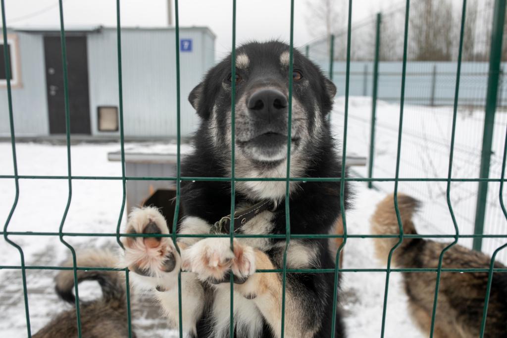 Как можно отучить собаку гадить в вольере Как можно отучить собаку гадить в вольере
