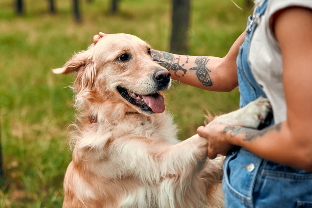 Питание влияет на то, сколько весит золотистый ретривер