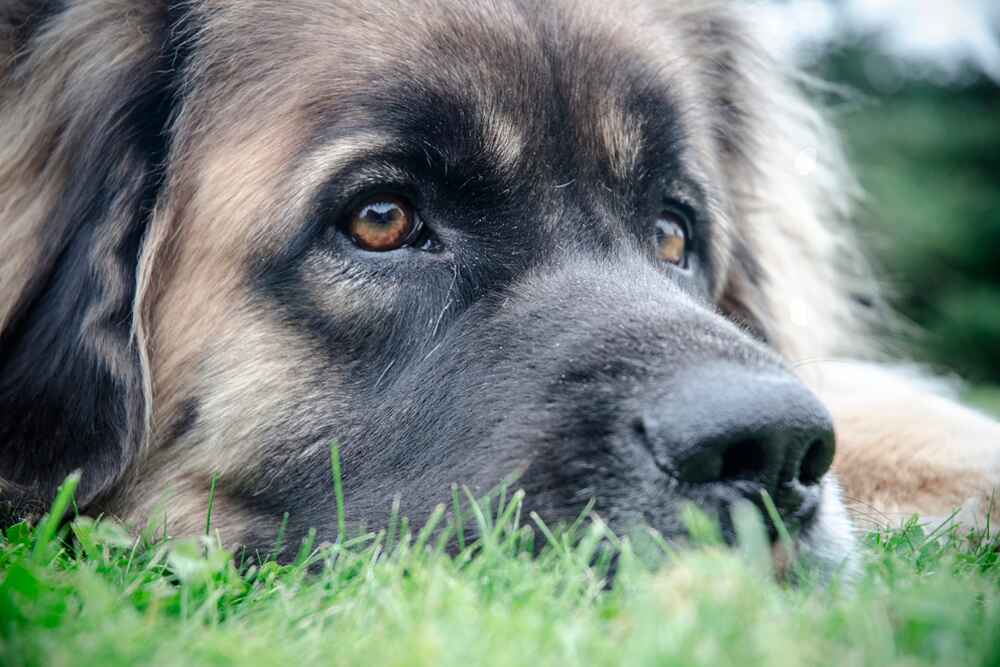 Леонбергер относится спокойно к чужакам