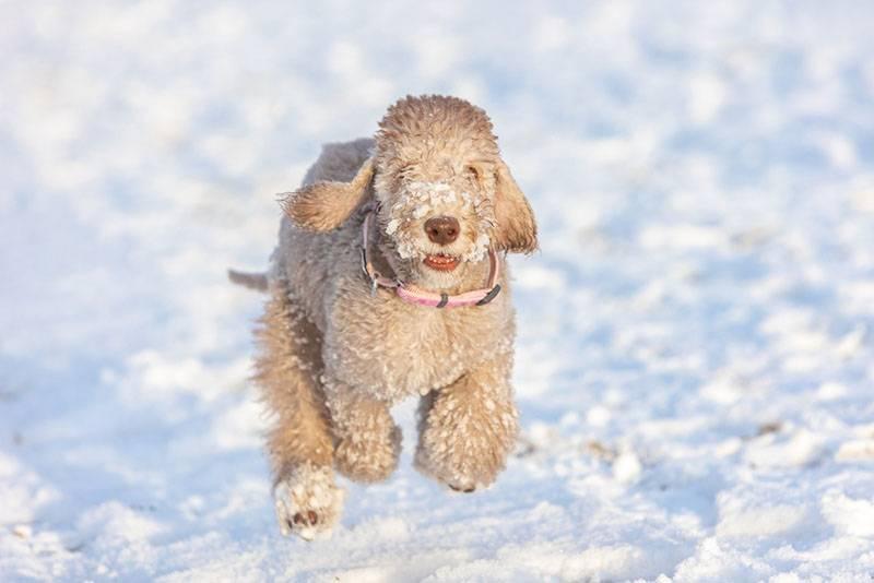 Полурабочие норные породы собак: бедлингтон-терьер