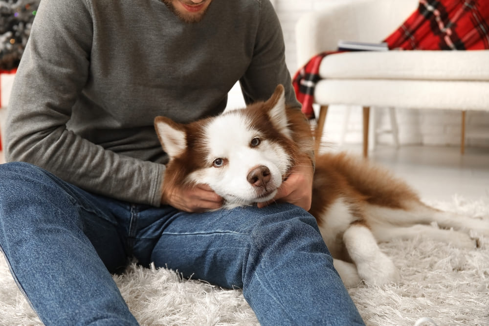 Сибирские хаски нуждаются в гигиене