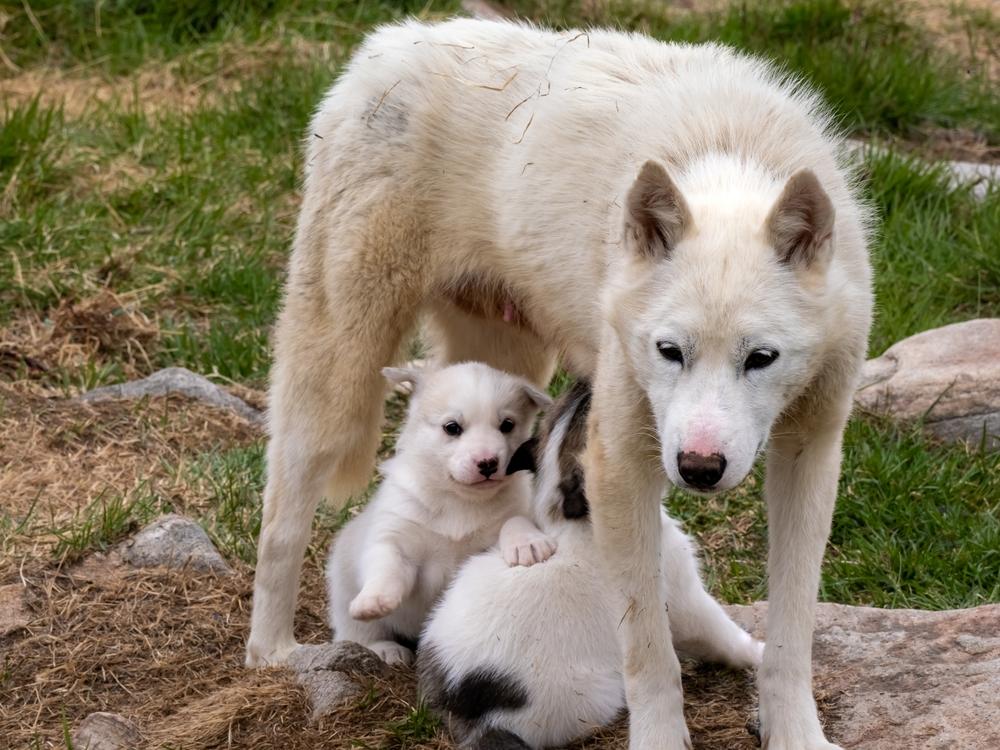 Репродуктивное здоровье гренландской собаки 