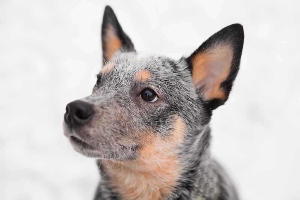 Взрослеющий австралийский хилер