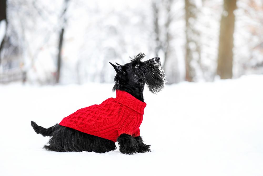История происхождения скотч-терьера