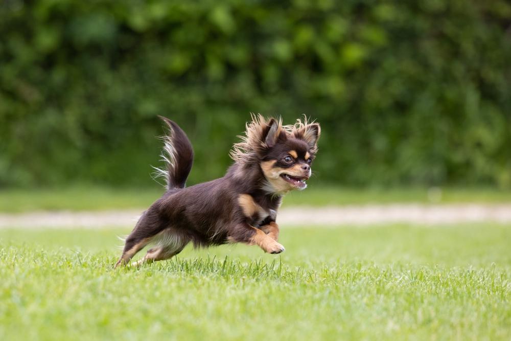 Самые редкие и дорогие окрасы чихуахуа: шоколадный