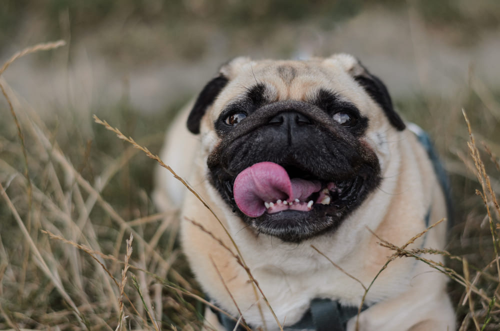 Профилактика болезней влияет на то, сколько проживет мопс