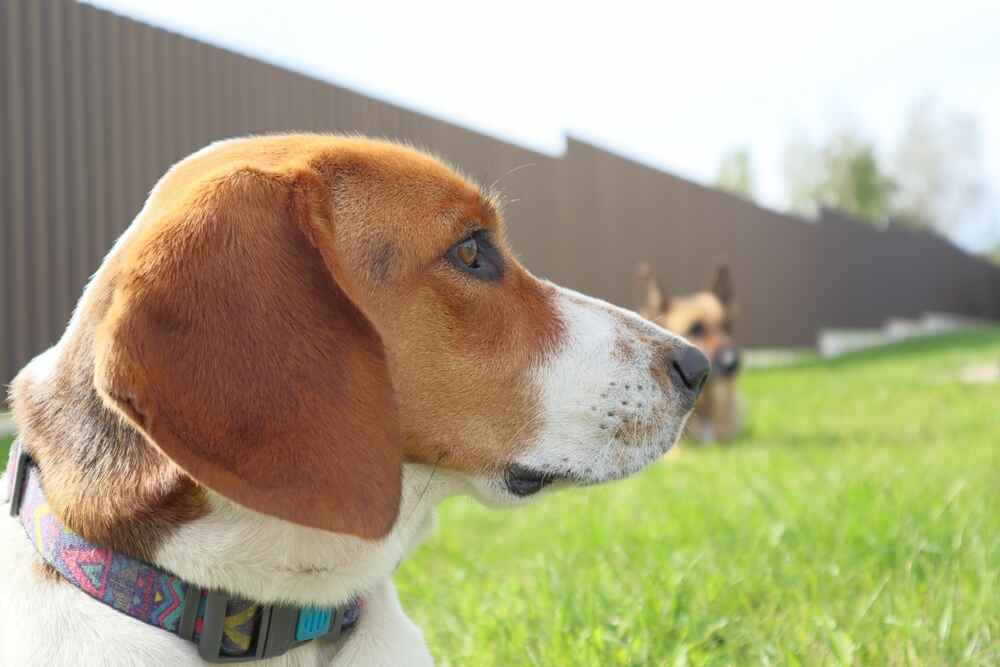 Вес влияет на то, сколько живет эстонская гончая