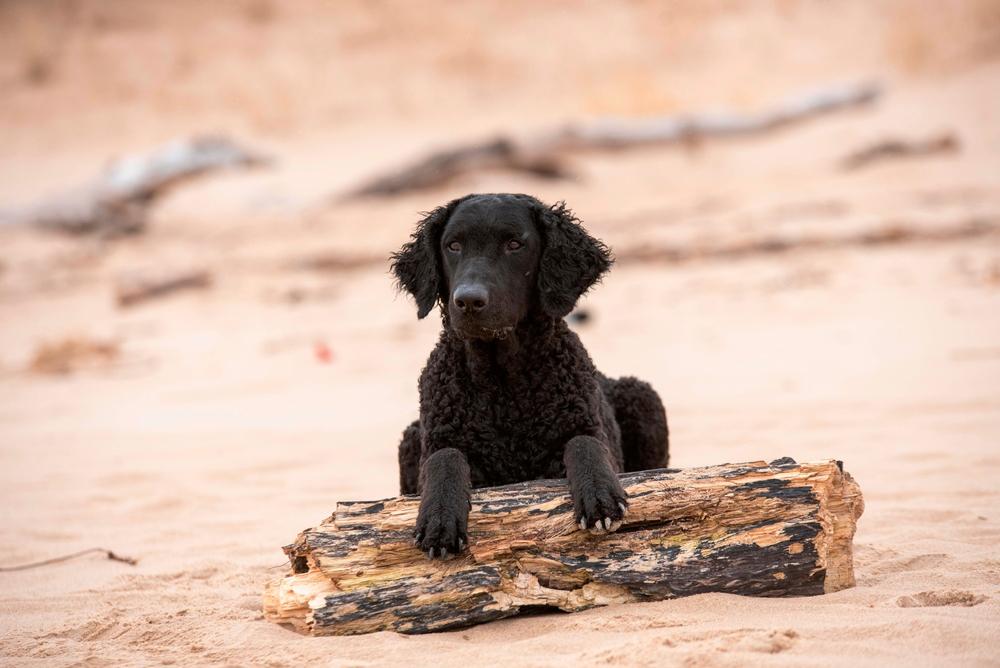 Здоровье курчавошерстного ретривера