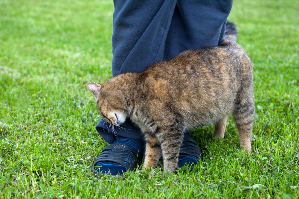 Почему коты бодаются головой Почему коты бодаются головой