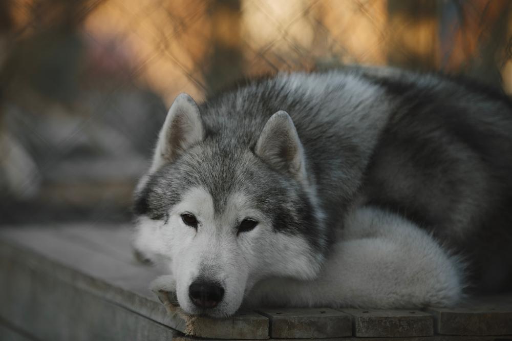По каким параметрам можно сравнить хаски и аляскинского маламута?