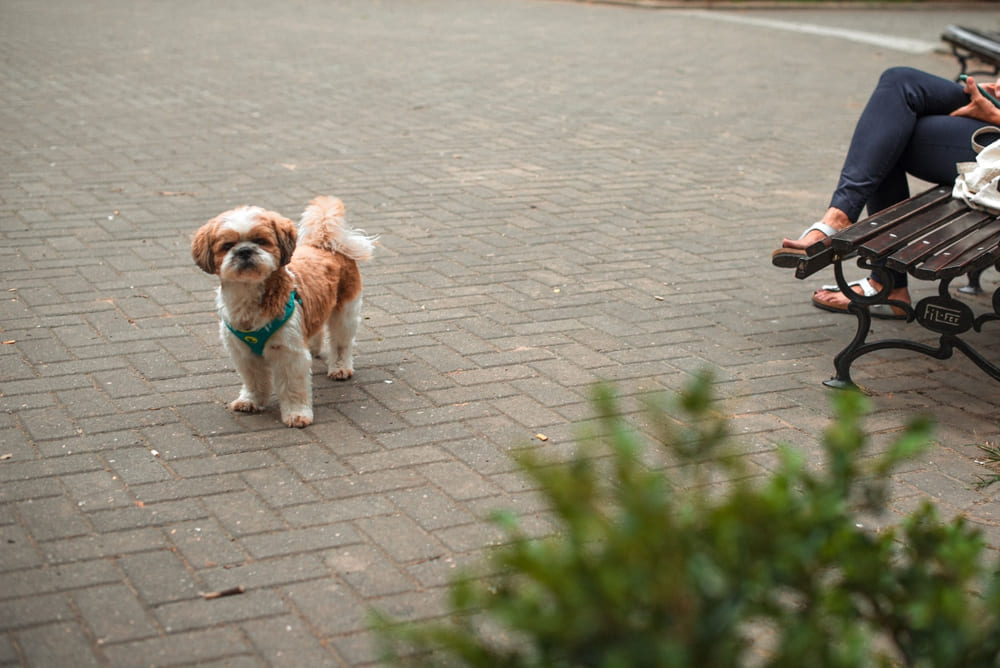 Владельцу важно знать, как часто бывает течка у ши-тцу