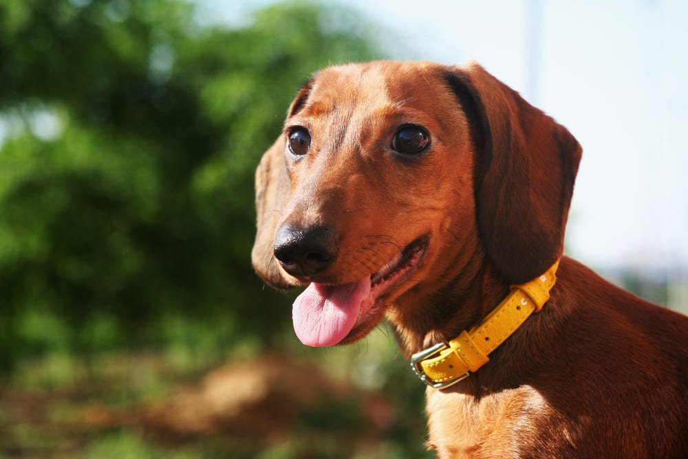 После вязки у таксы наступает беременность
