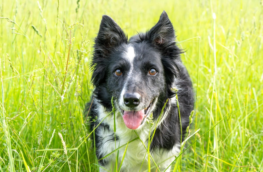 Вязка может вызвать стресс у бордер-колли