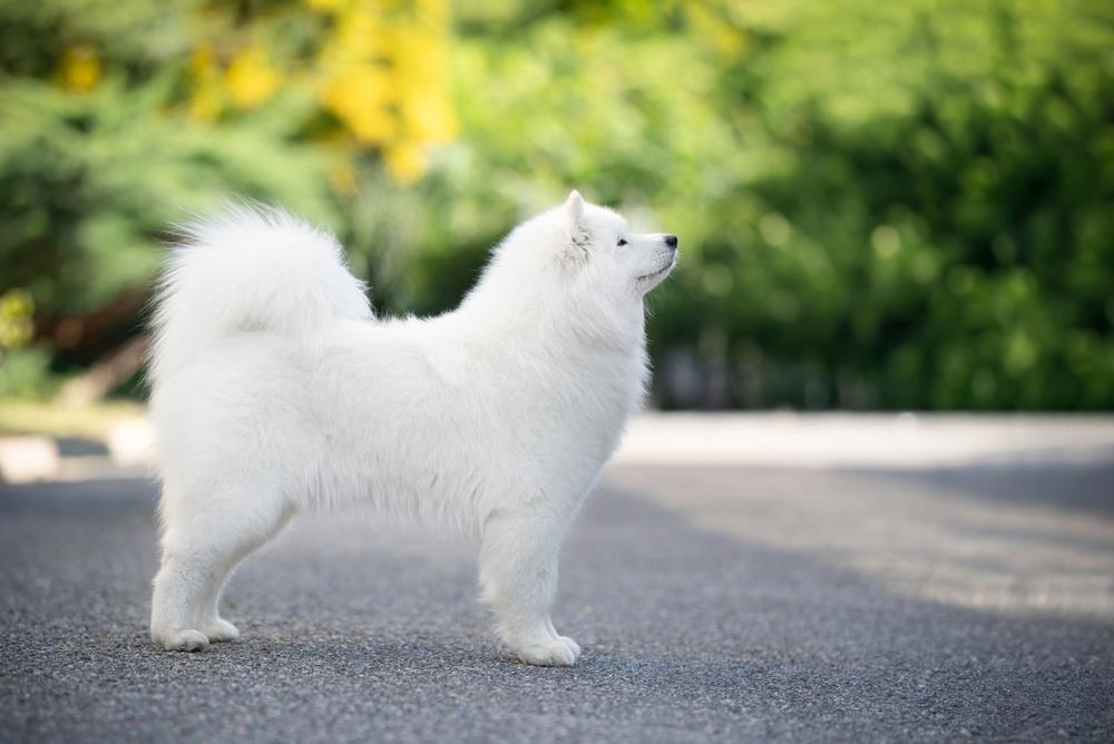 Почему самоедов так назвали?